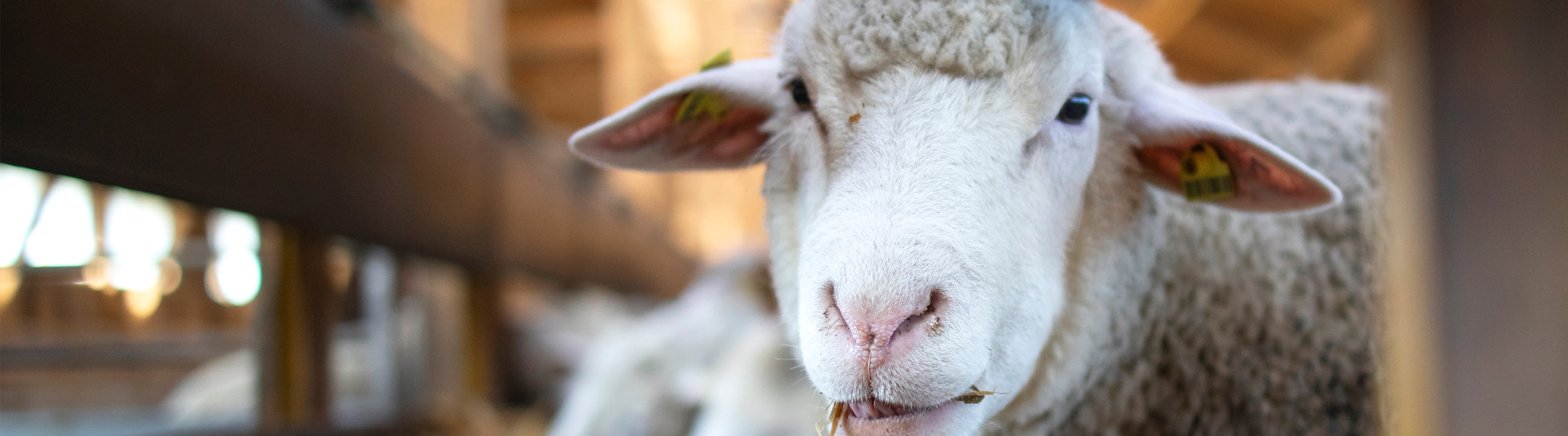 foto van schapen in de stal