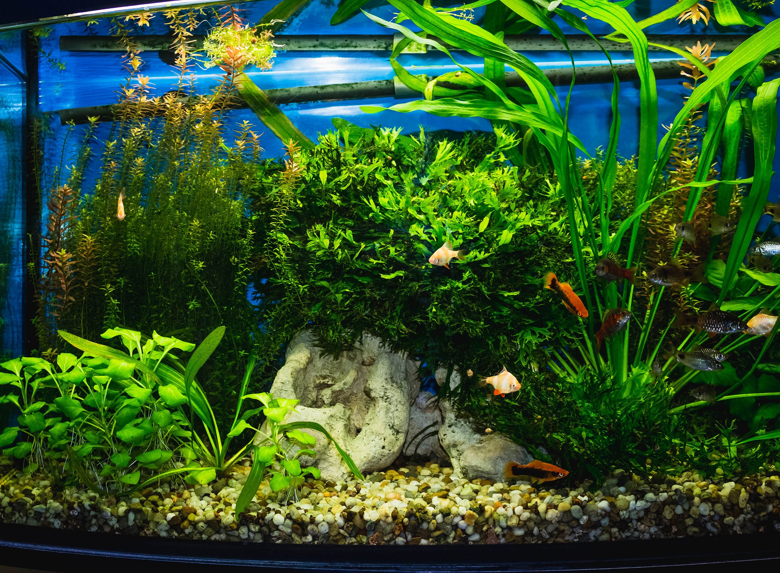 Gentleman vriendelijk periscoop katje Vissen houden in een aquarium - Aveve