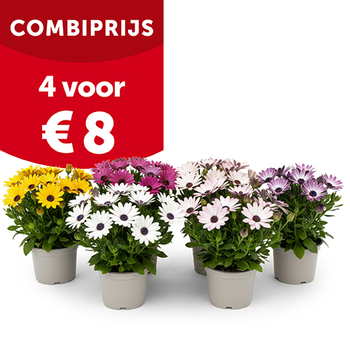 Kaapse margriet (Osteospermum) in pot Ø 10 cm: 4 voor € 8 | Aveve