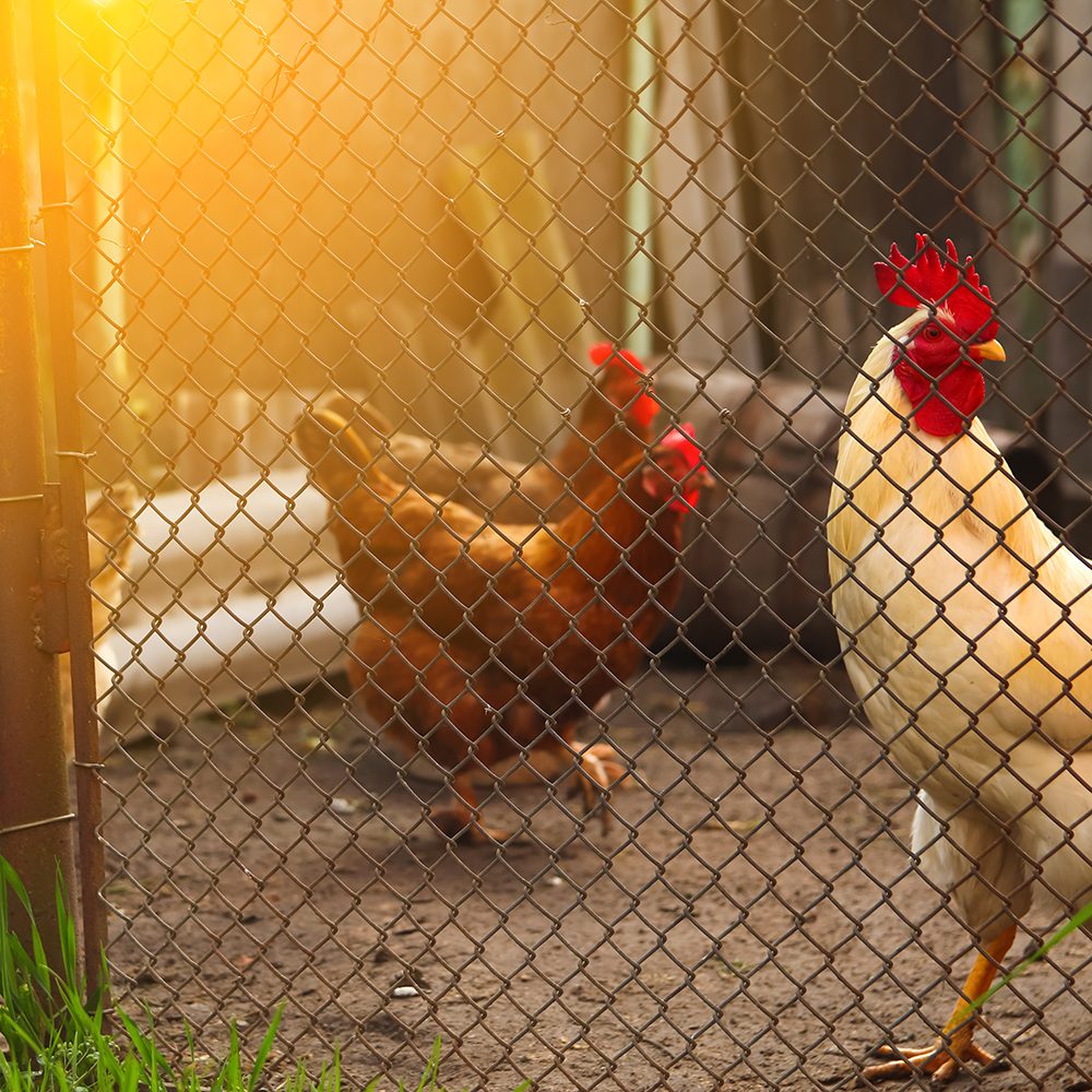Verminderen Flitsend alledaags Een kippenhok & kippenren maken: zo doe je dat - Aveve