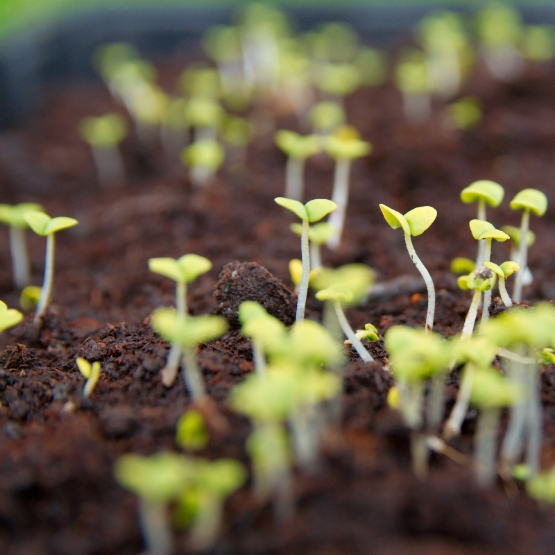 Semer ou planter des légumes