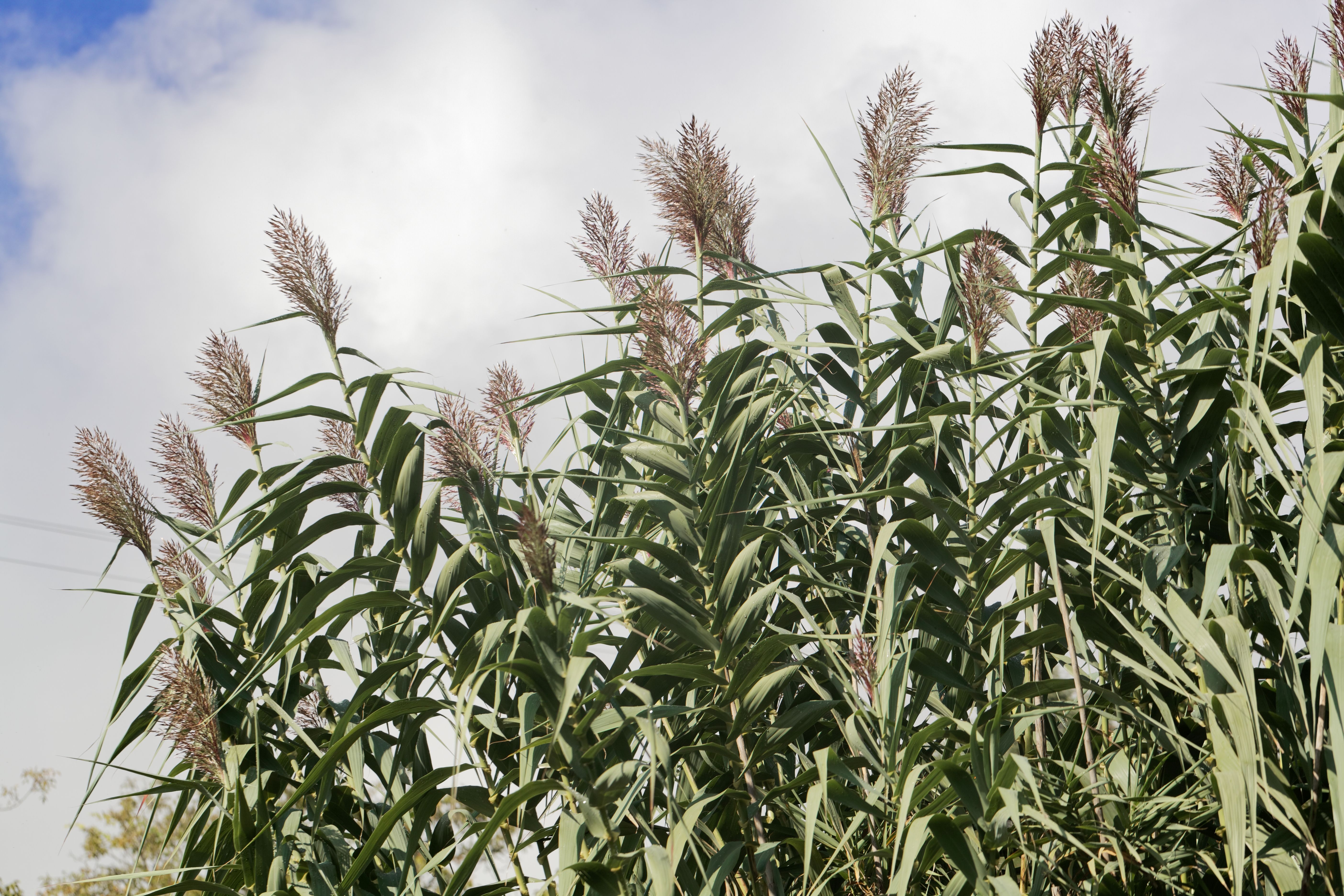 30.09.2025_Nieuwsbrief AH_Miscanthus: dé ideale aanvulling op je teeltplan! I&T1