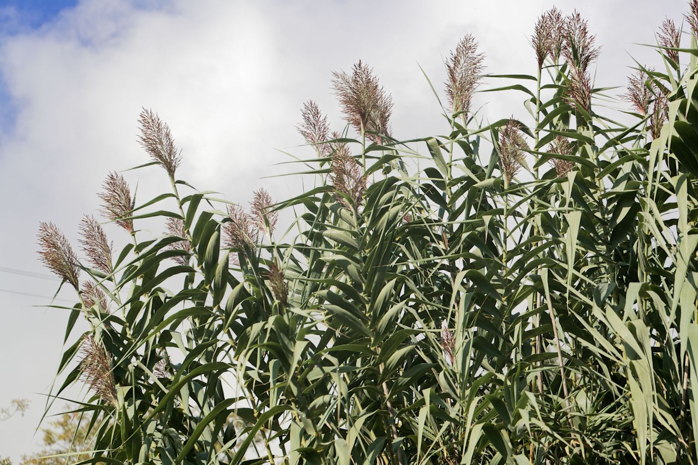 30.09.2025_Nieuwsbrief AH_Miscanthus: dé ideale aanvulling op je teeltplan! I&T1
