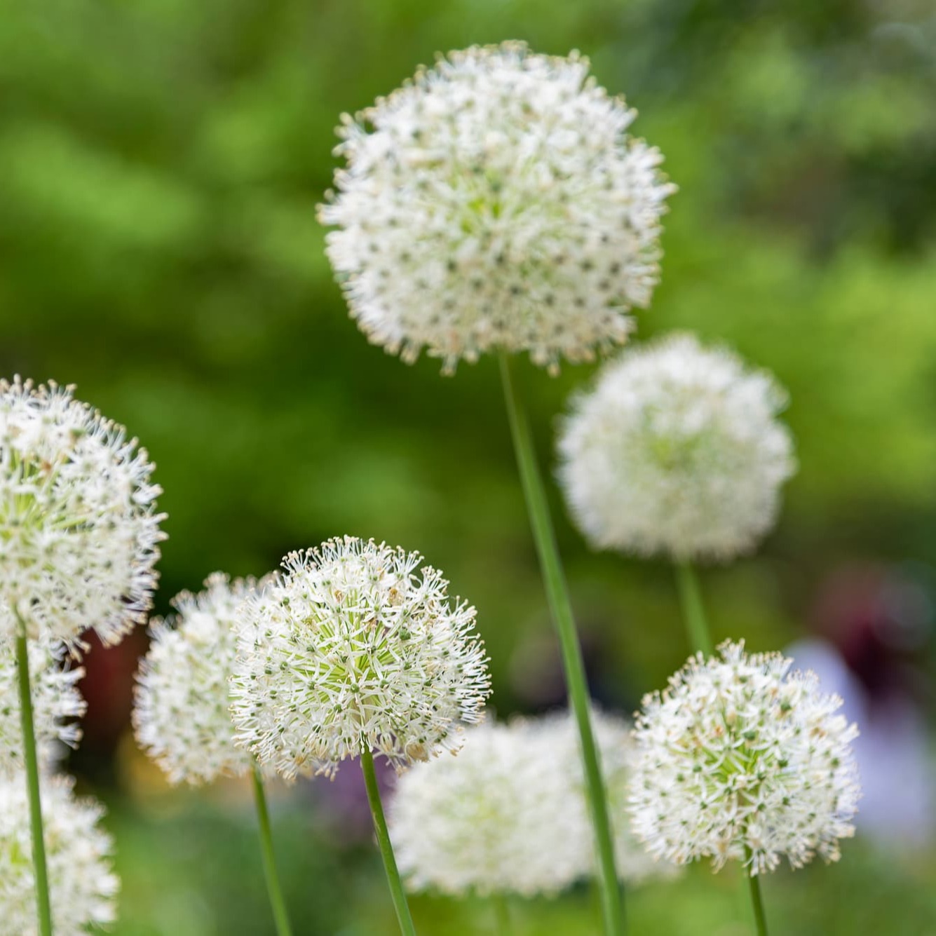 Zes manieren om veel bloemen je tuin te planten