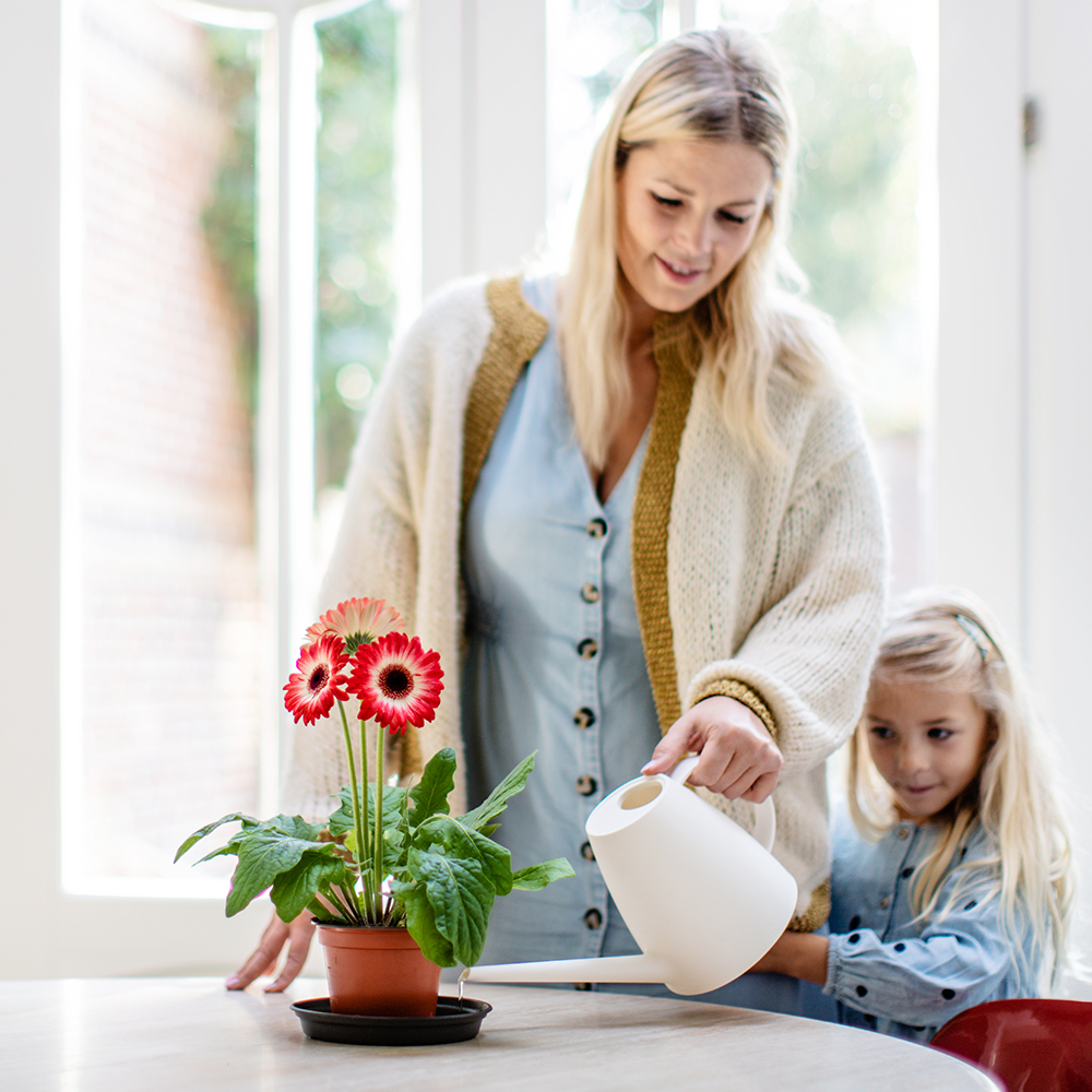 Afbeelding van een vrouw die water geeft aan een gerbera