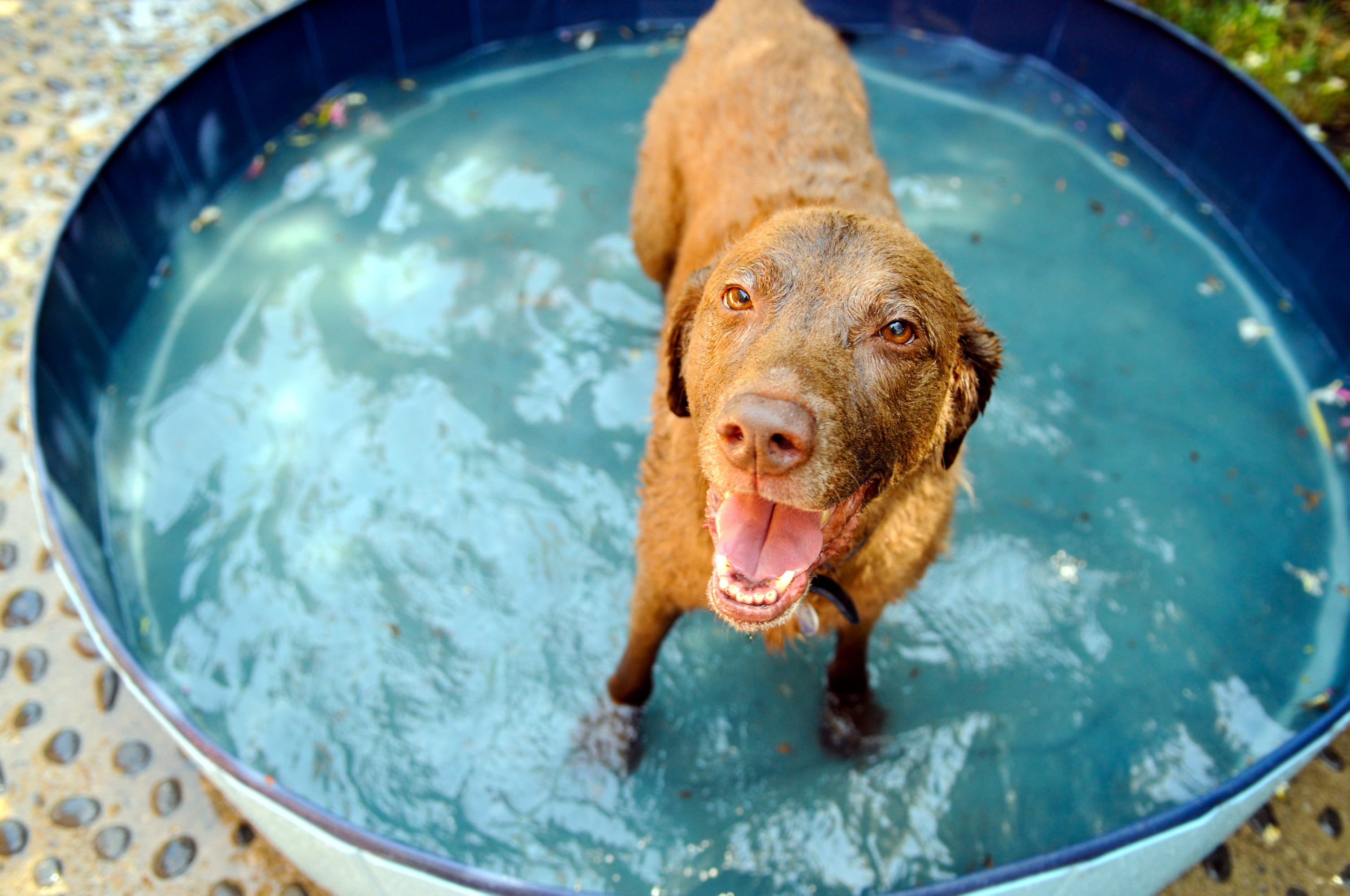 Alles voor honden aveve cooling