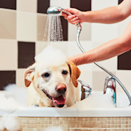 Vachtverzorging Bij Je Hond Kammen Wassen Knippen Aveve