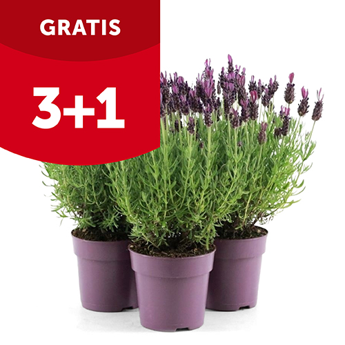 3 + 1 gratis op lavendel Stoechas in pot Ø 12 cm | Aveve