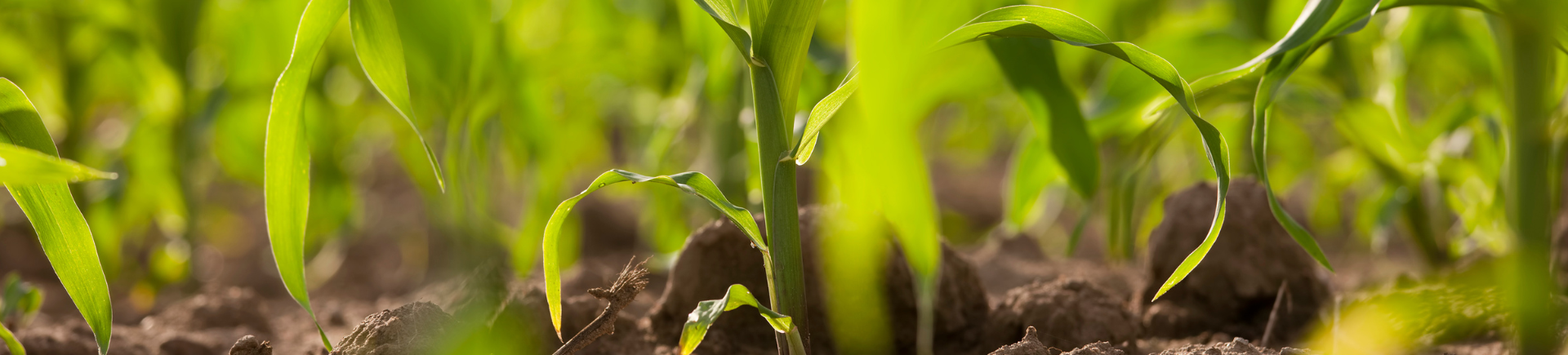 25.02.2026_Nieuwsbrief AH_Geef je maïs de start die hij verdient.