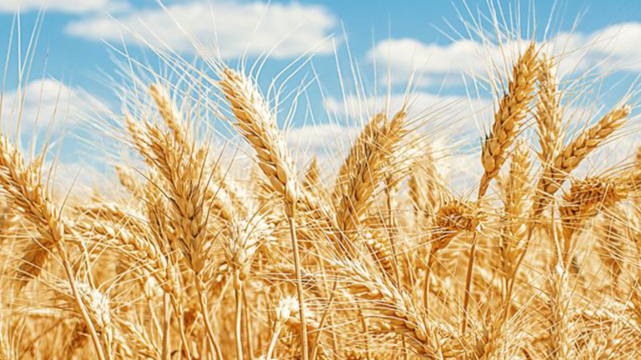 IPO Marine, verzekering voor groei en rendement in granen card