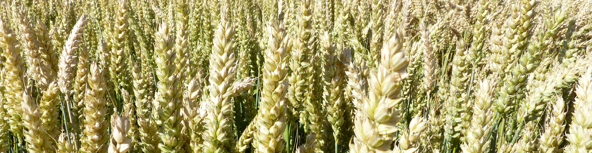 SU Ecusson 968x250px