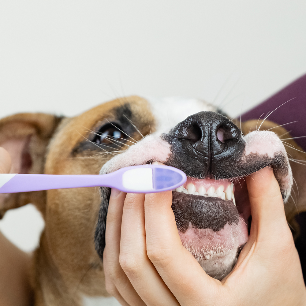 Maître qui brosse les dents de son chien - Aveve