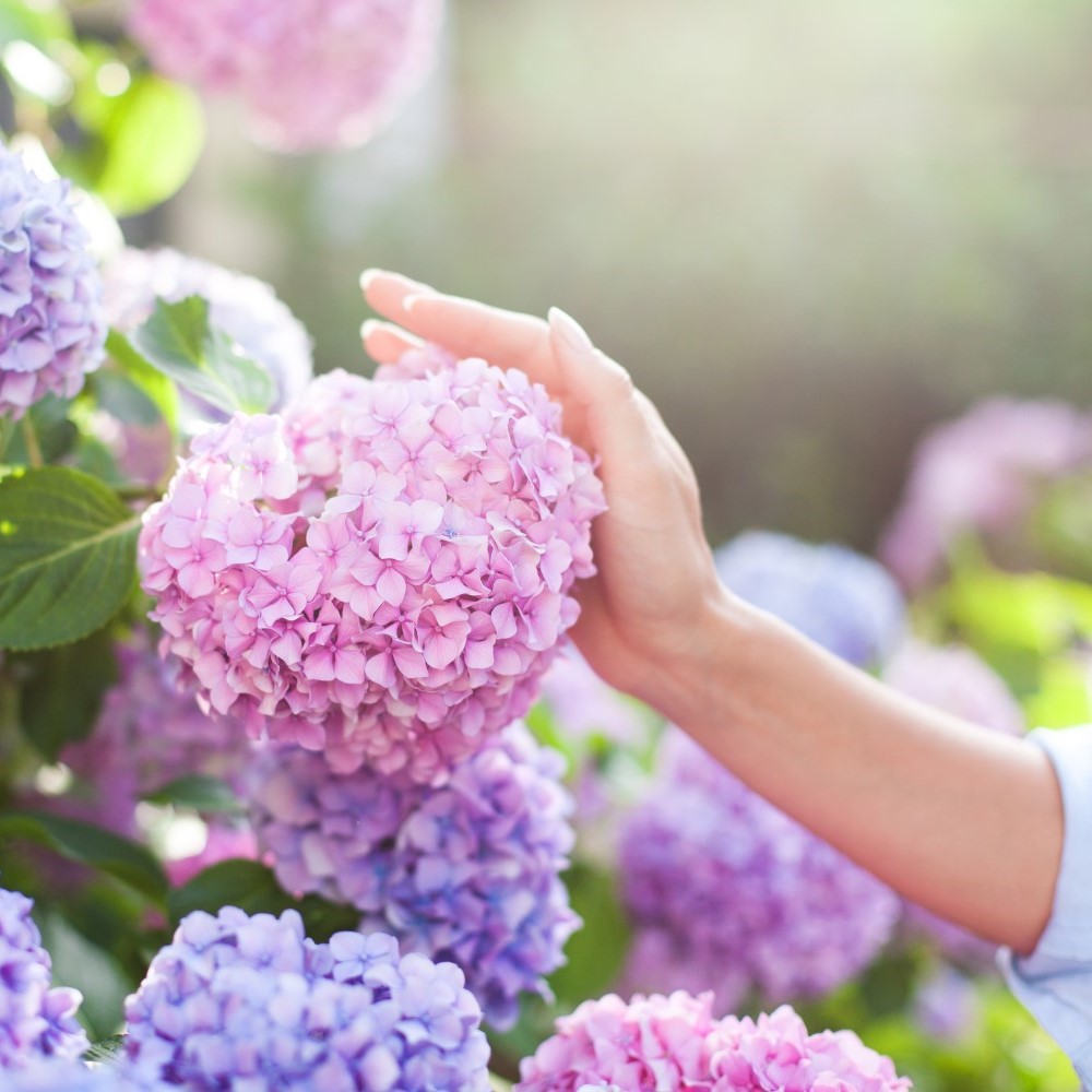 Comment planter et entretenir des hortensias ?