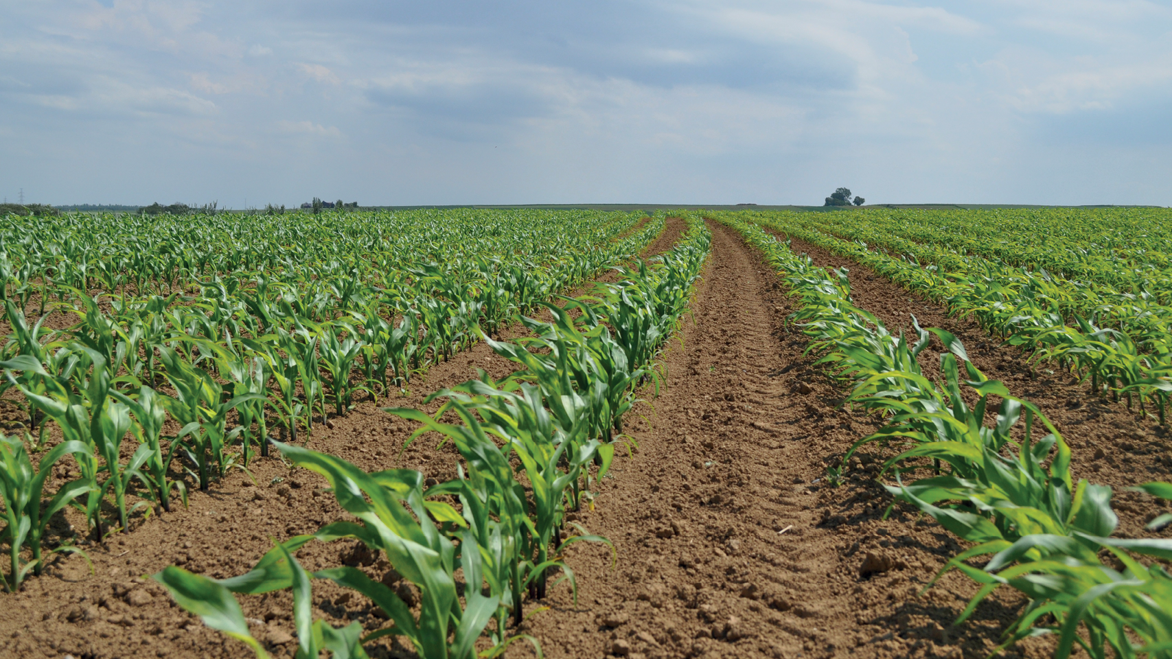 Maïsstarters 1280x720px