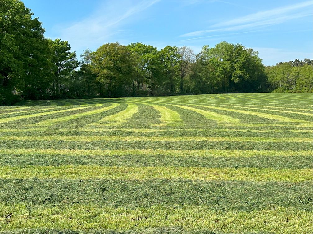 01.09.2025_NIeuwsbrief_AN_gras