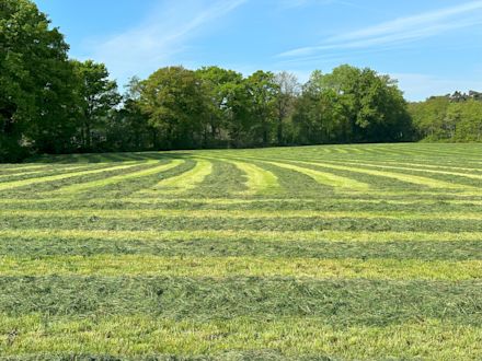 01.09.2025_NIeuwsbrief_AN_gras