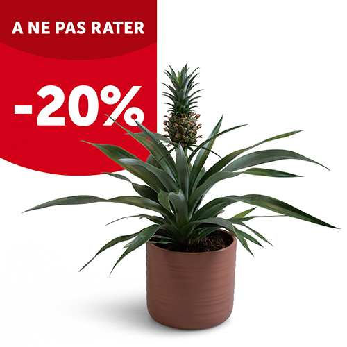 Plante du mois : plante ananas ou Bromélia - Aveve