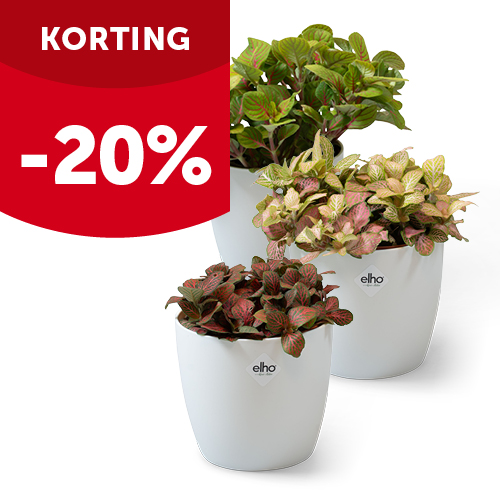 Kamerplant van de maand: Fittonia - Aveve