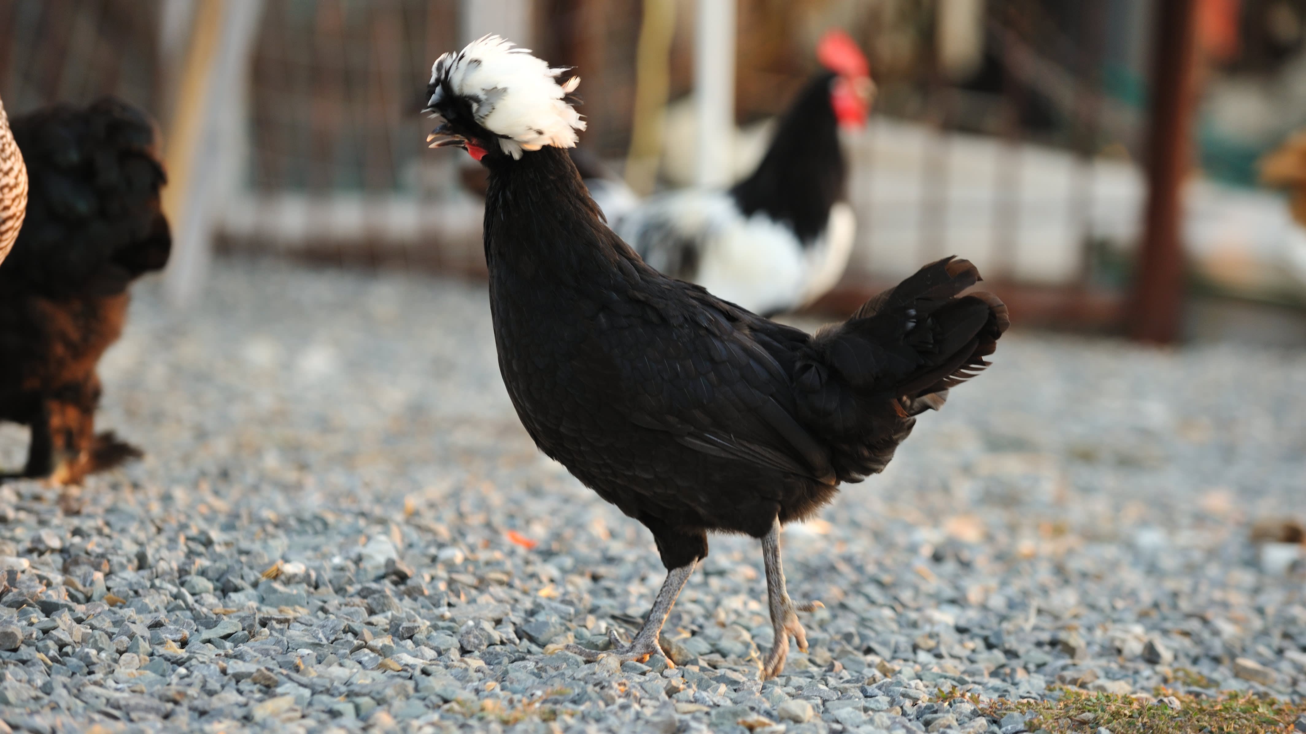 Une poule à une exposition de volailles - Aveve