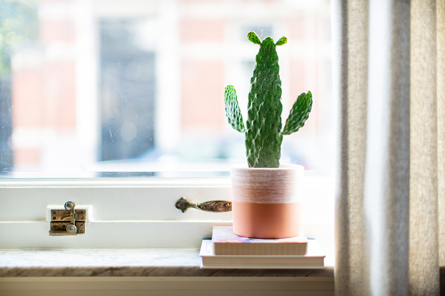 Afbeelding van een vijgcactus in een pot op een vensterbank - Aveve