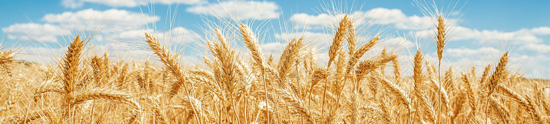 IPO Marine, verzekering voor groei en rendement in granen hero