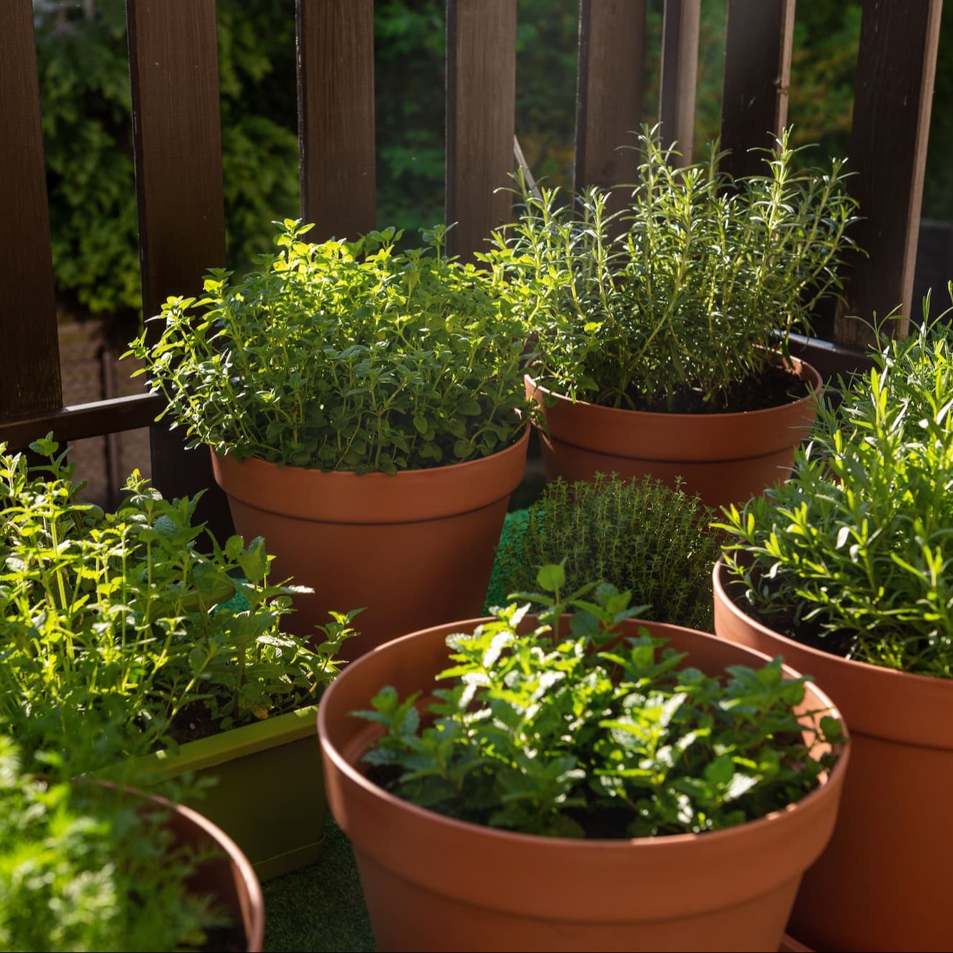 Jardinière d'herbes aromatiques personnalisée Cadeaux jardin