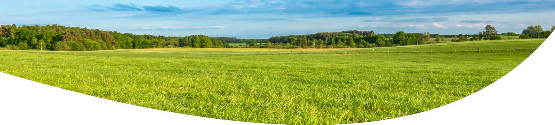 banner Italiaans raaigras