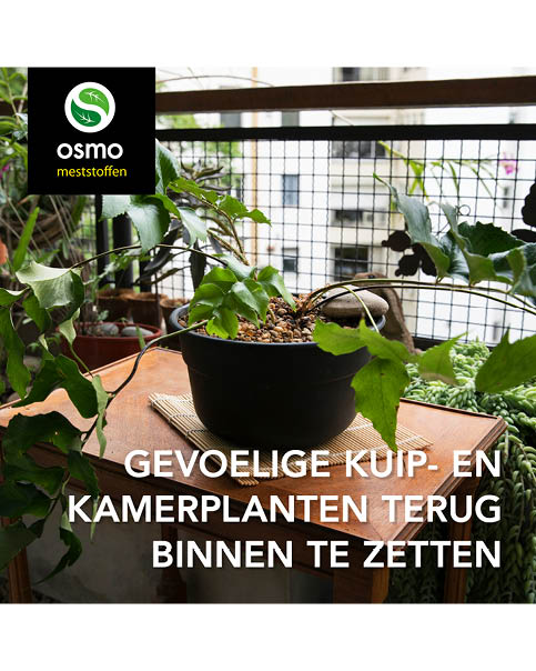 Planten binnen