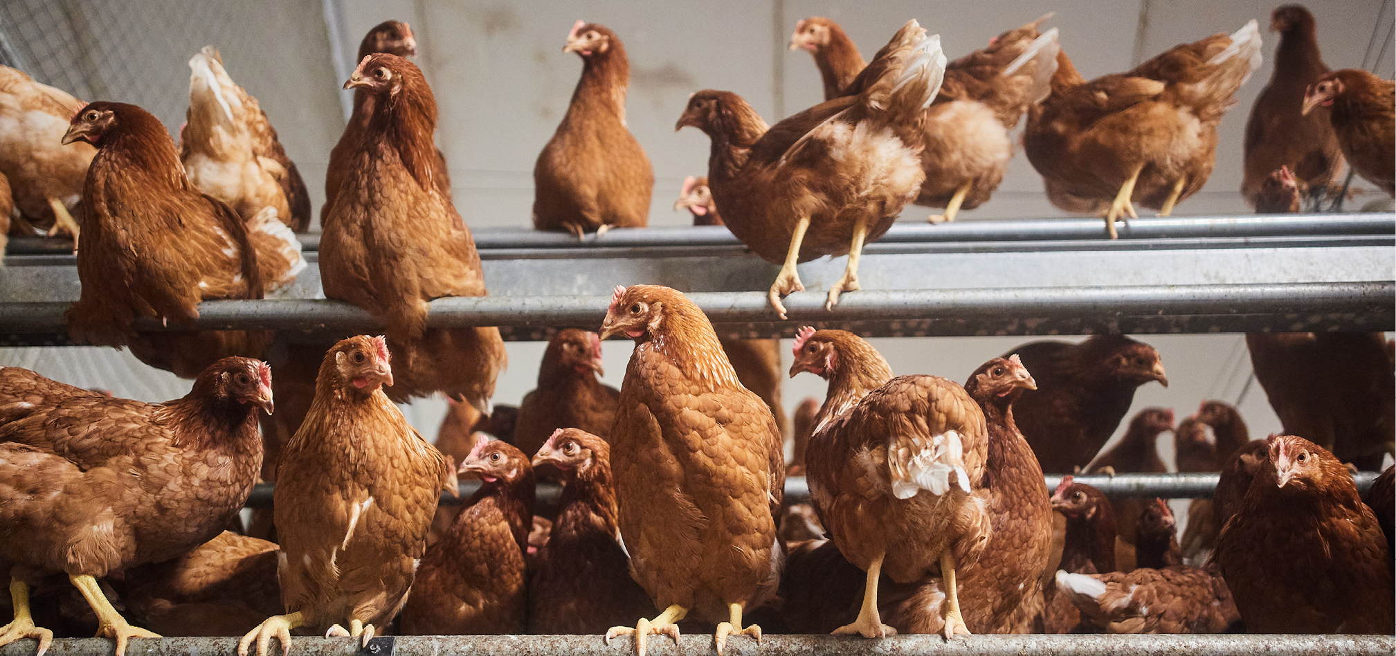 Alternatieve huisvesting 968x455px