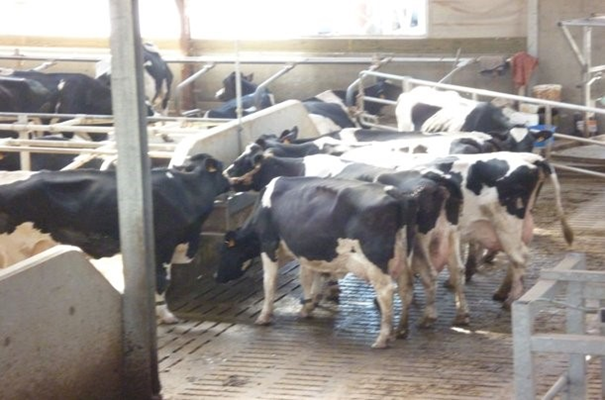 Drukte aan de waterbak