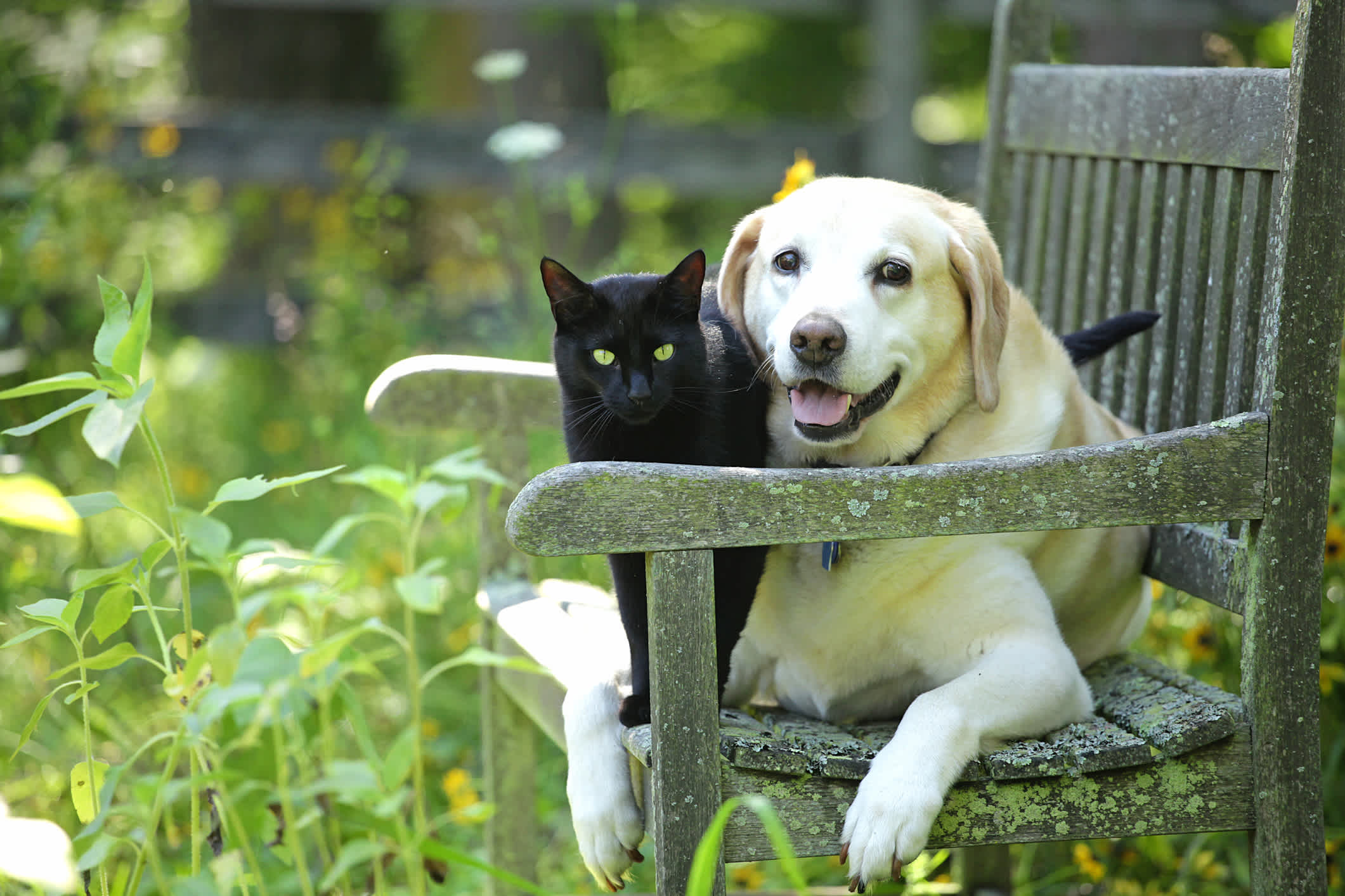 image: hond en kat