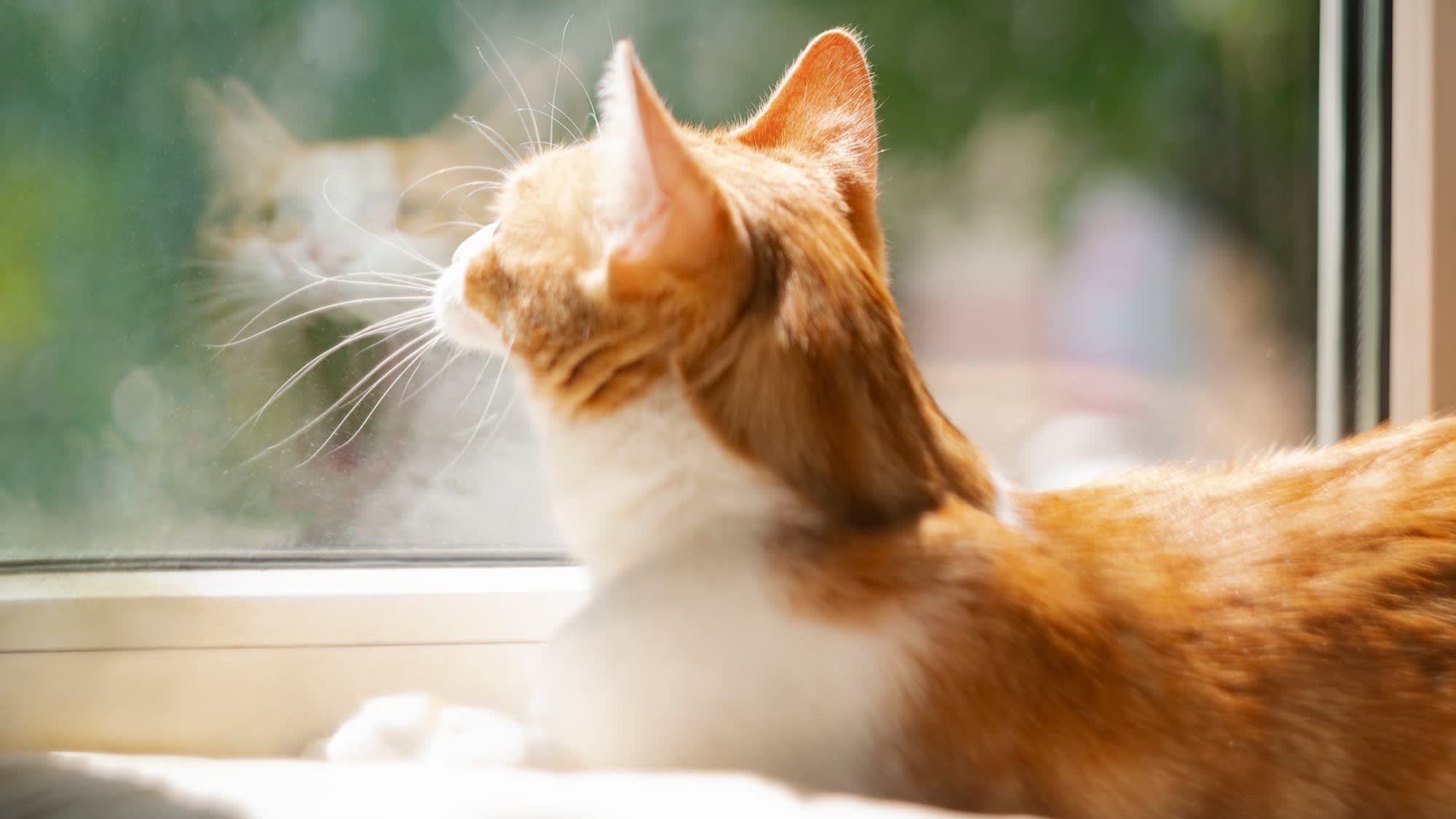 Un chat qui regarde par la fenêtre – Aveve