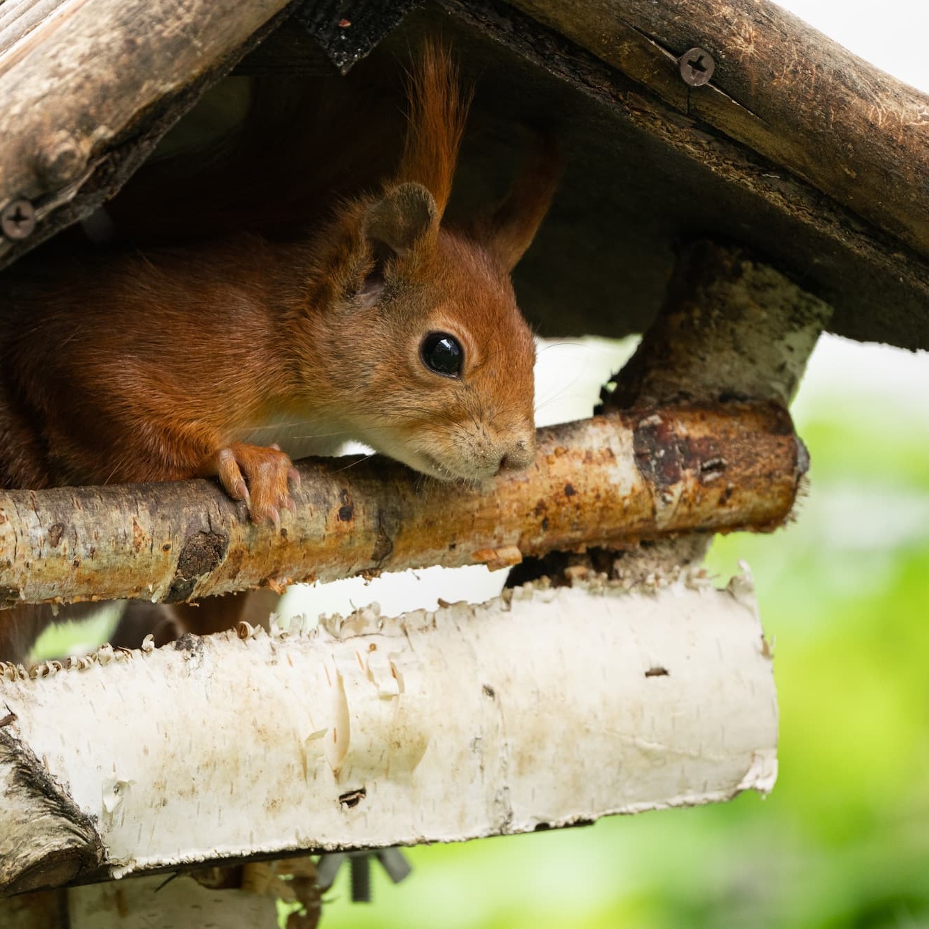Nestkastje voor eekhoorns – Aveve