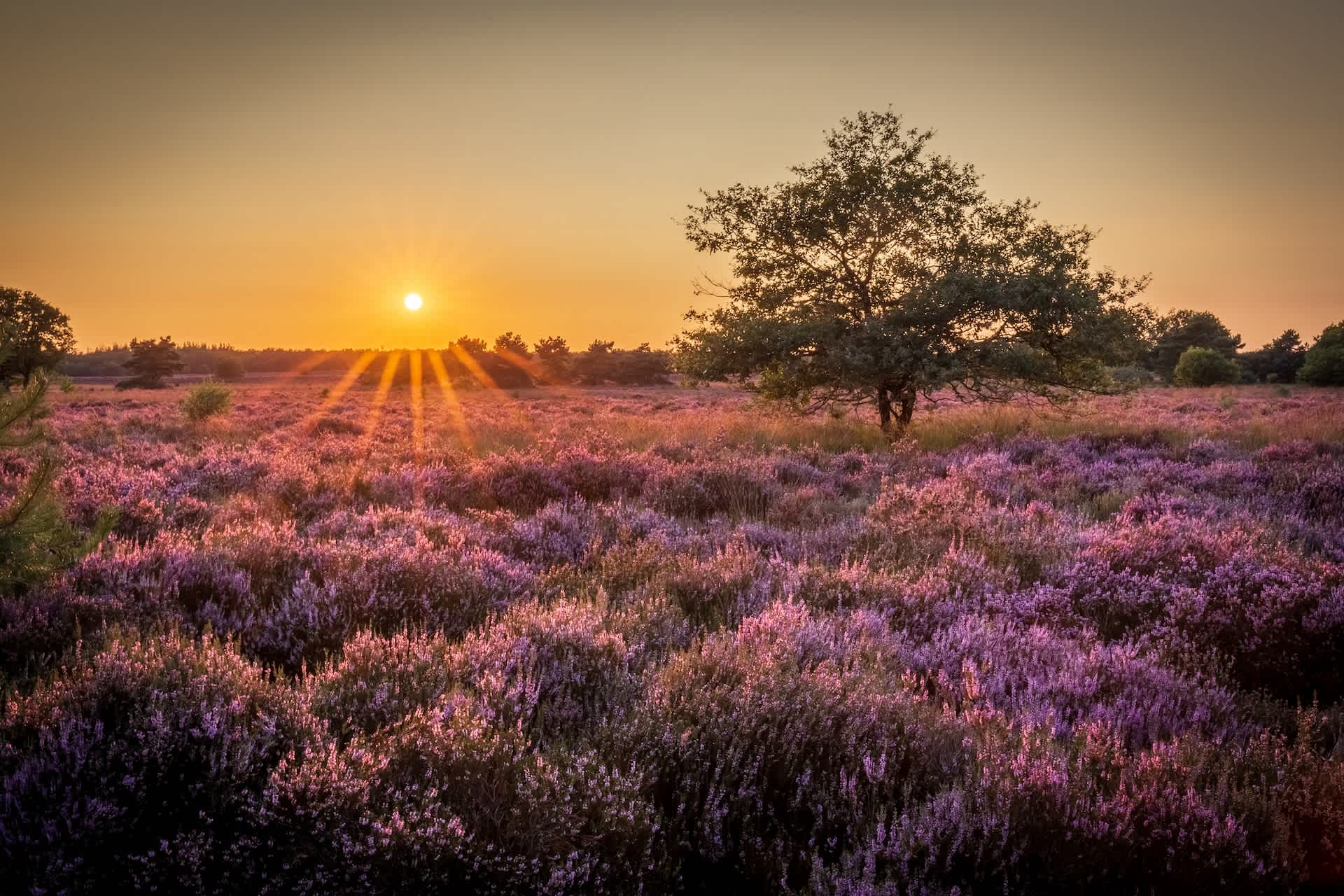 header image struikhei