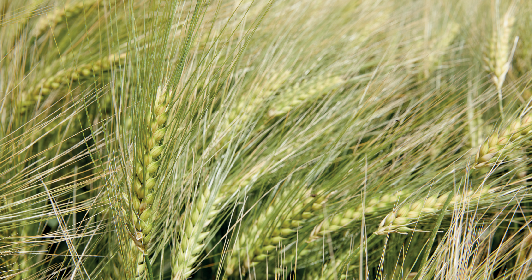 12.08.25_Nieuwsbrief AH_Gersttoppers gespot: tijd om vooruit te kijken naar het najaar!
