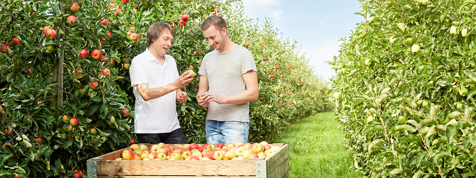 Contact us - Belcrop - Apples - expert - orchard 