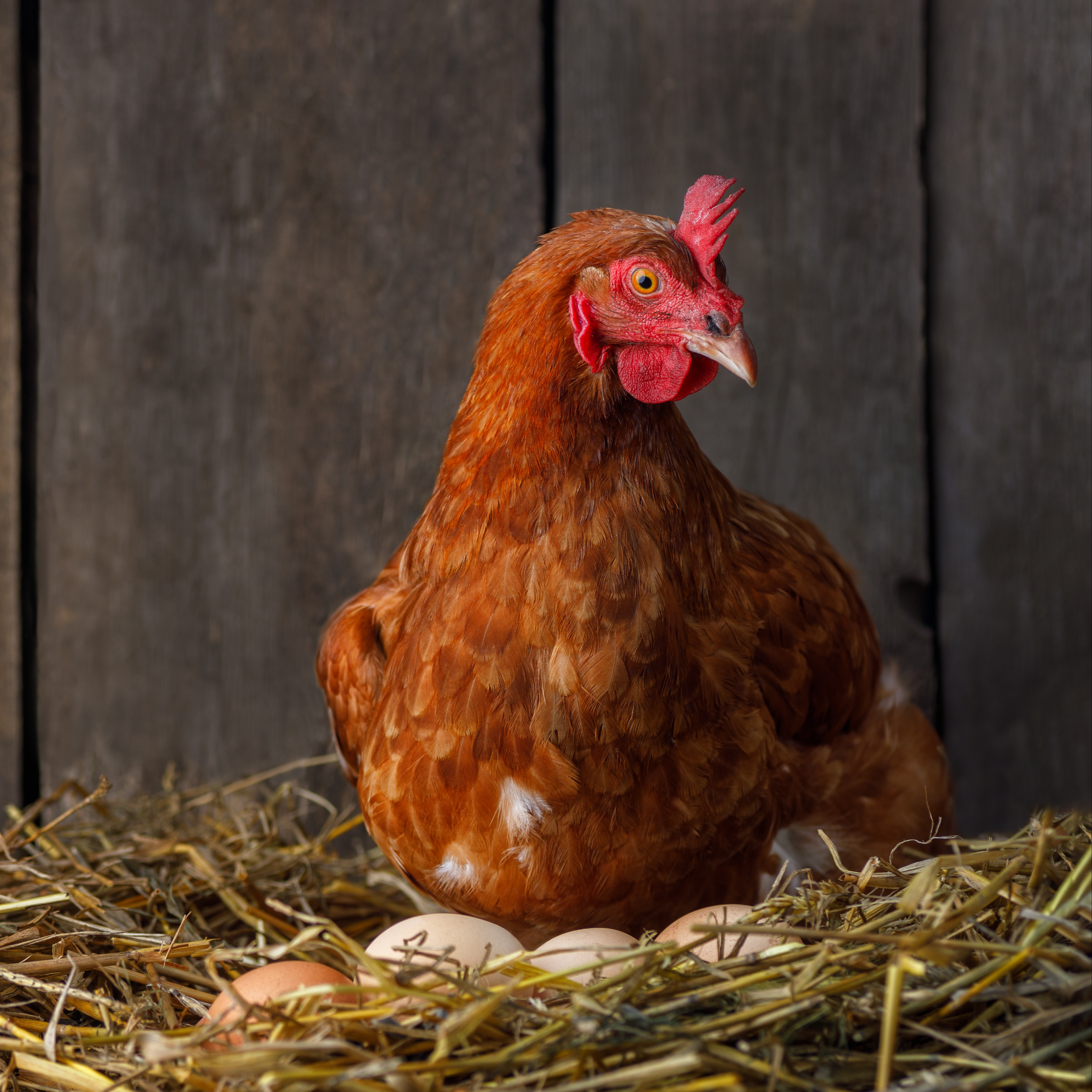 Comportement des poules : des poules dans leur pondoir – Aveve 