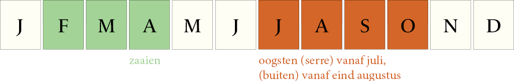 Zaaikalender Tomaat Oxheart