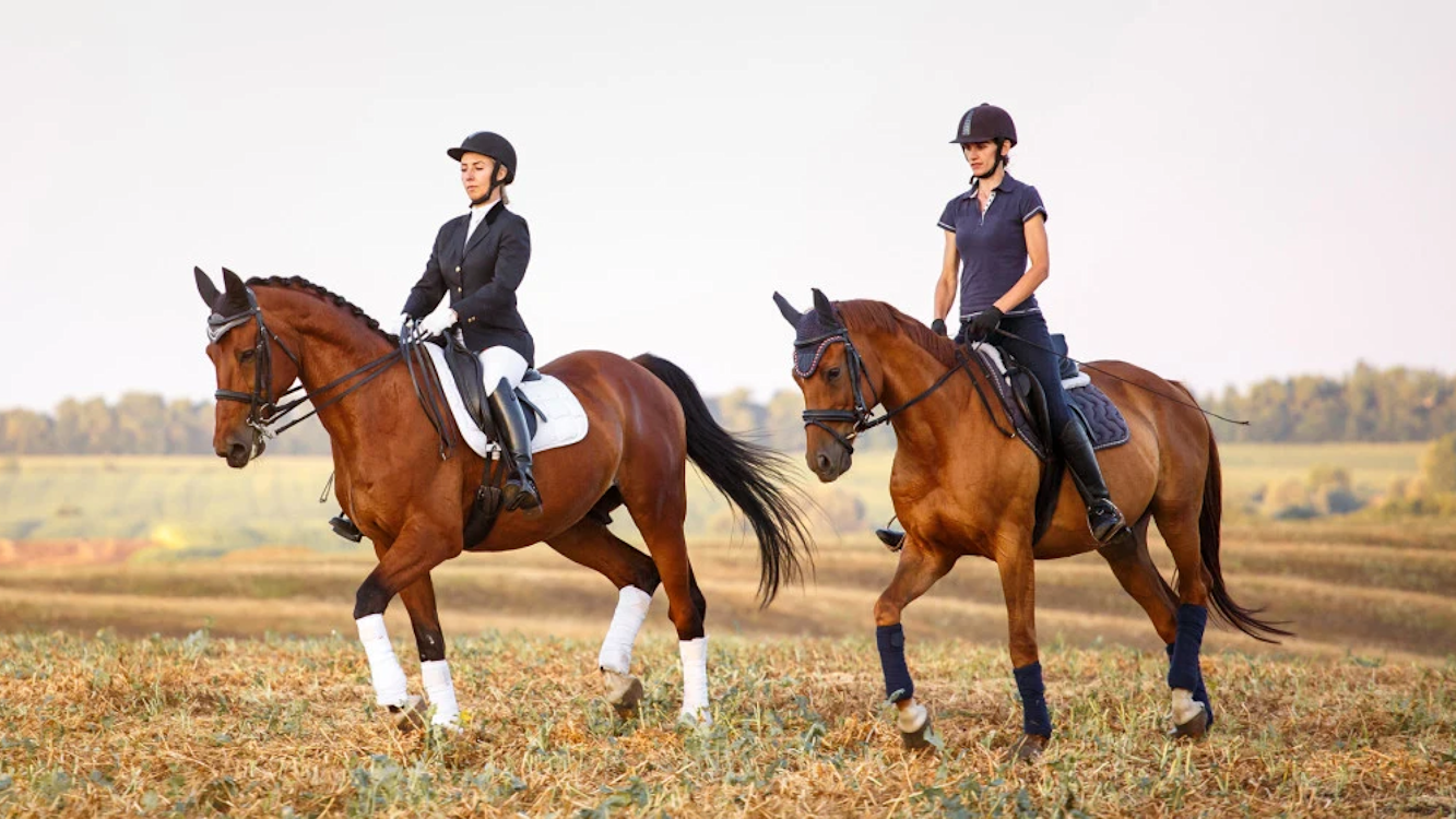 Paard banner 2 1280x720px