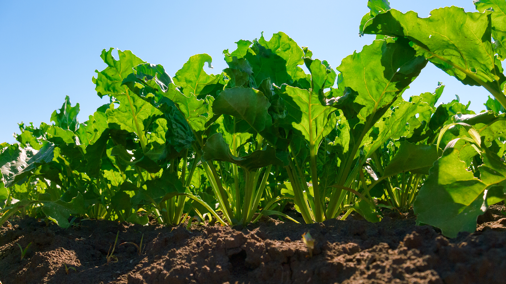 Bieten banner 1280x720px