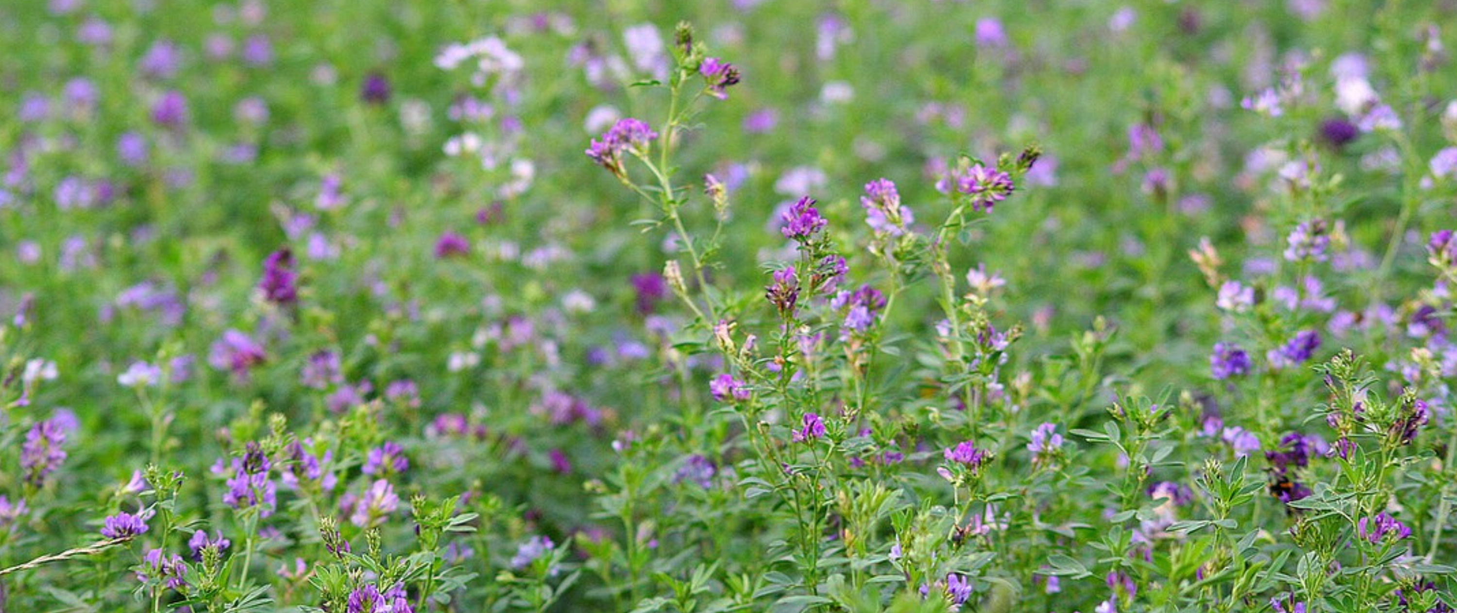 Ruwvoer - Lente - Zaaien I&T2