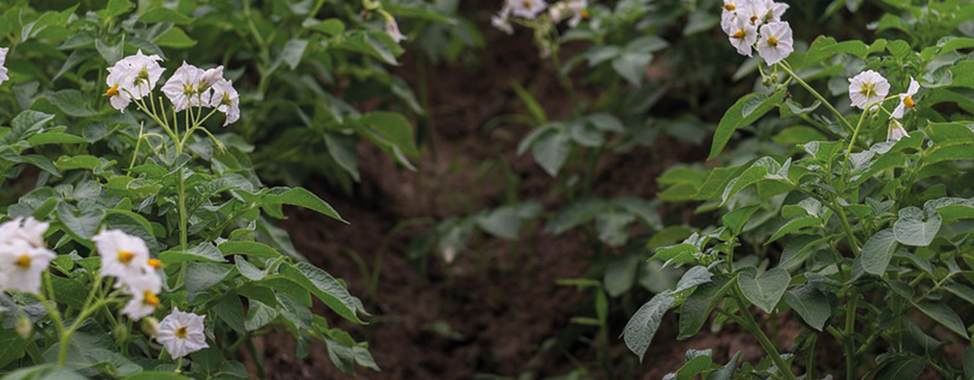 Aardappelen in het veld