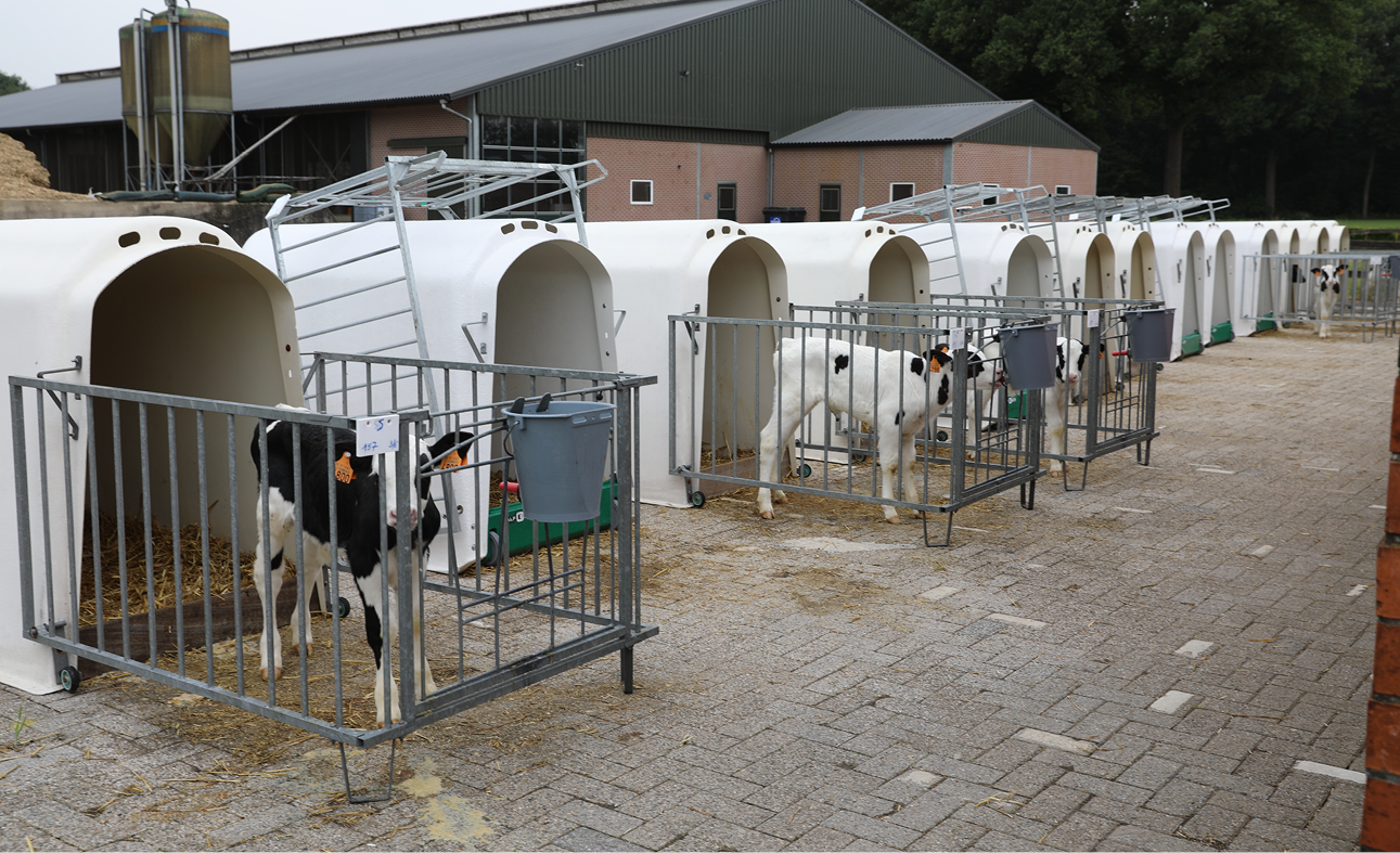 Jongvee kunstmelk 968x590px