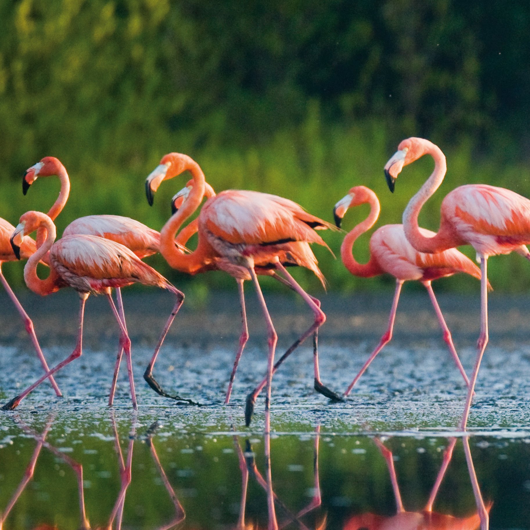 Flamingos