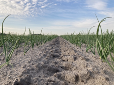 Spuitwijzer open teelt 5