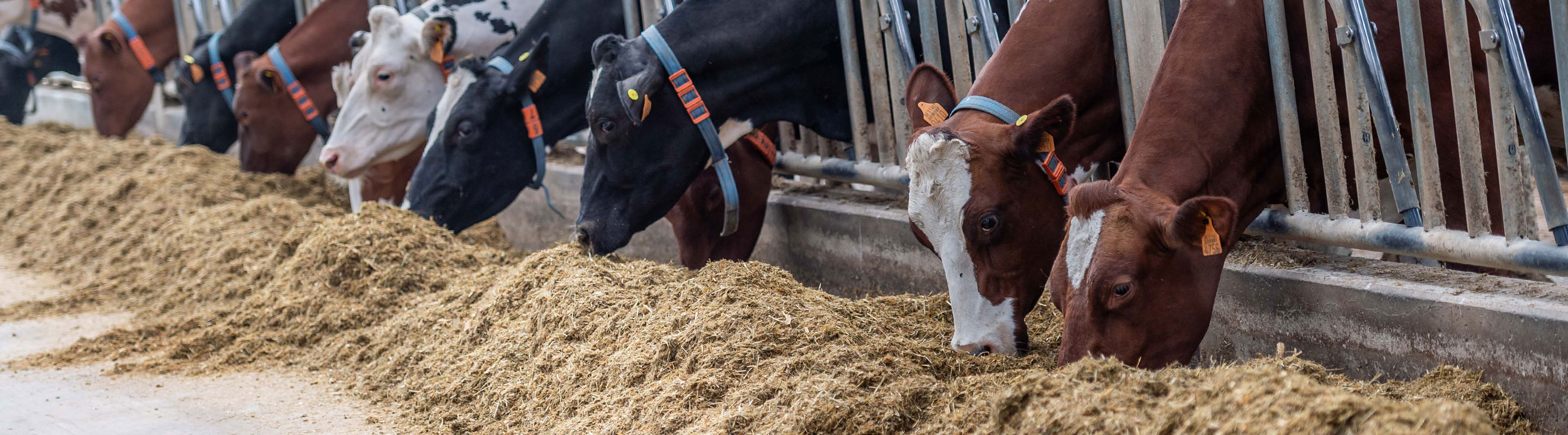 les vaches mangent dans l'étable