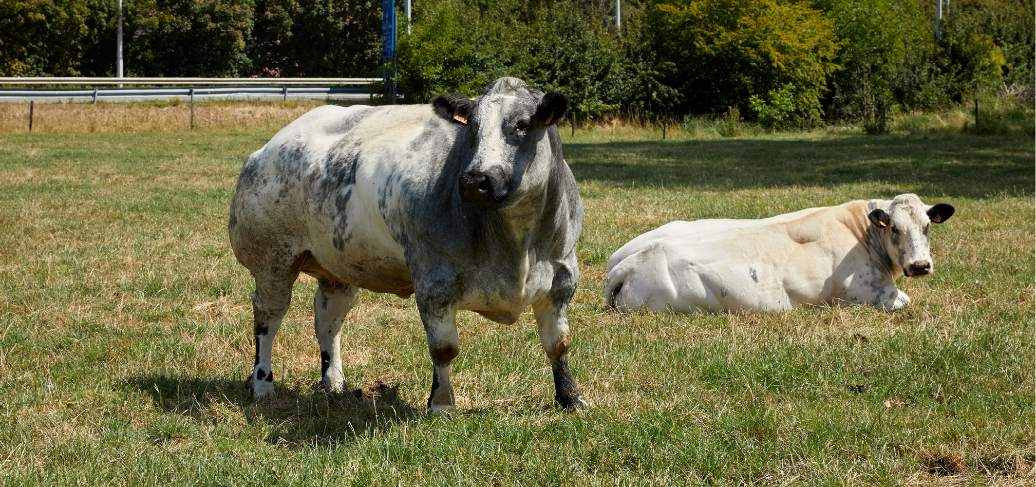 Zoogkoeien 968x455px