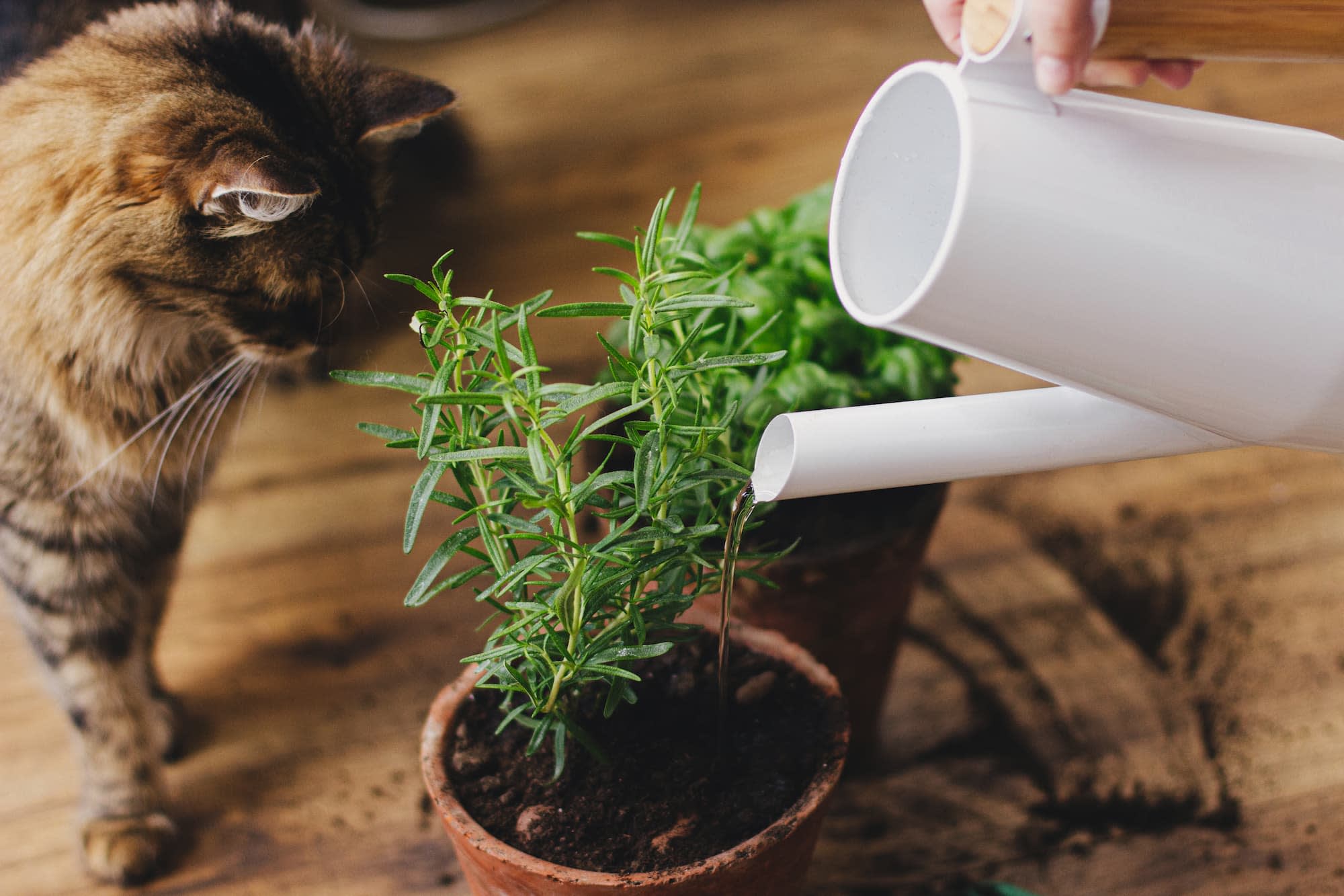 Kruidenplantjes water geven - Aveve