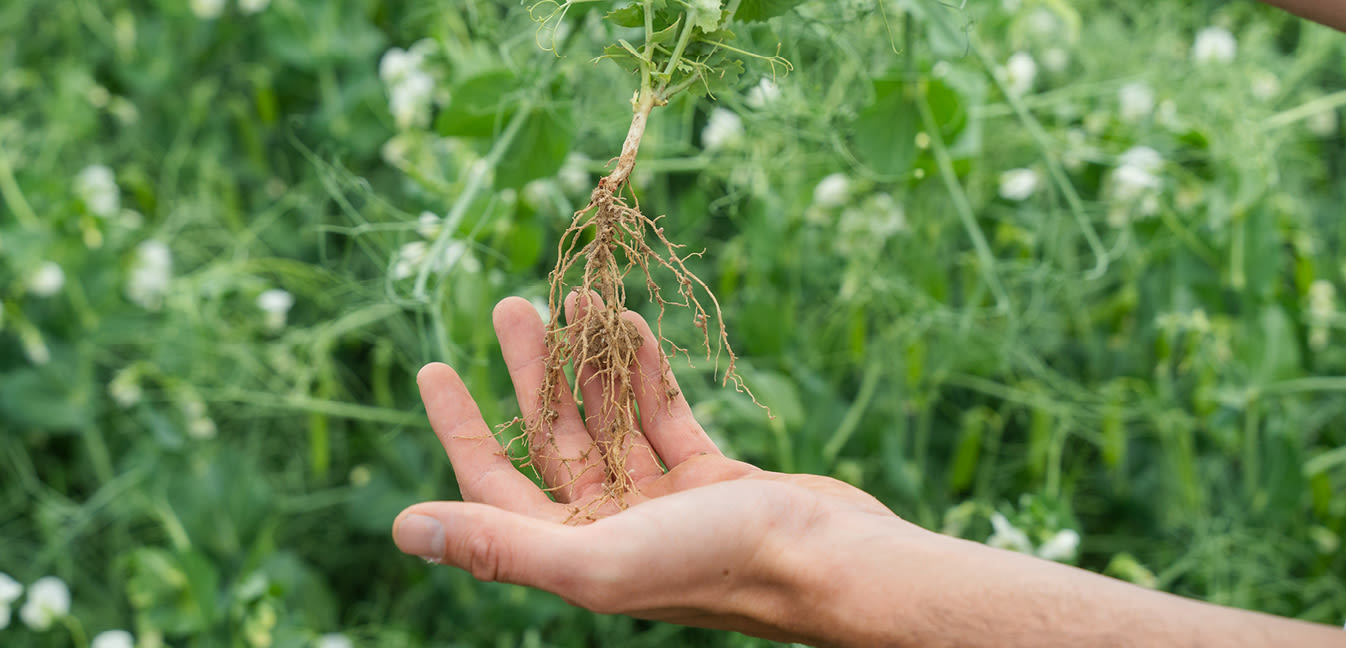 Arvesta experts in the field nieuws artikels persberichten