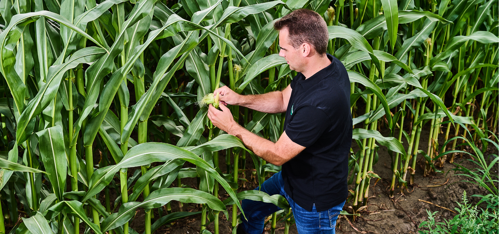 Dent vs flint 968x455px